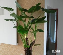 富陽花木盆景租賃與銷售 打造綠色美學生活新選擇