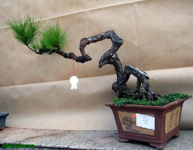 沭陽花木節經典花木盆景奇石根雕欣賞