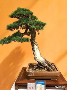 來自花木之鄉 江蘇沭陽盆景藝術品鑒