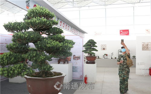 聚焦全國小微盆景展 拍盆景成風景，花木盆景煥發新魅力